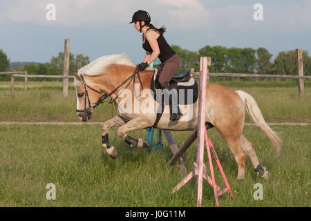 Eine junge Frau auf einem Pferd, Pferderasse Haflinger über Hürde springen. Stockfoto