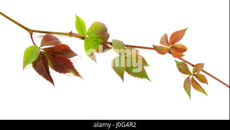 Multicolor Zweig der Trauben Blätter, Parthenocissus Quinquefolia Laub. Isoliert auf weißem Hintergrund. Stockfoto