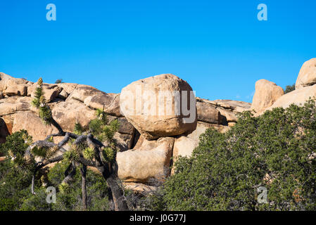 Felsformationen auf dem Rundweg Barker Dam. Joshua Tree Nationalpark, Kalifornien, USA. Stockfoto