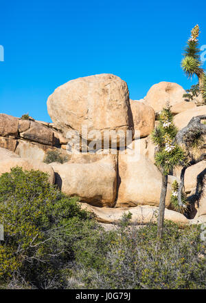 Felsformationen auf dem Rundweg Barker Dam. Joshua Tree Nationalpark, Kalifornien, USA. Stockfoto