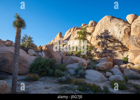 Kiefer Baum und Felsformationen auf dem Rundweg Barker Dam. Joshua Tree Nationalpark, Kalifornien, USA. Stockfoto