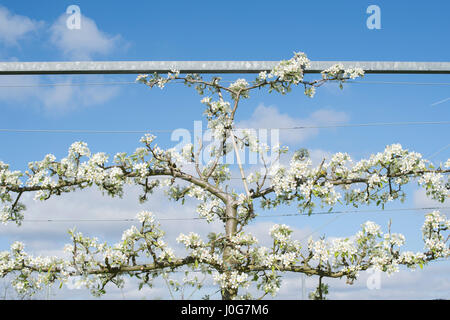 Pyrus Communis "Schwarz-Worcester". "Schwarz-Worcester" Spalier Birnbaum in Blüte. RHS Wisley Gärten, Surrey, England Stockfoto