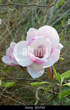 Magnolia Soulangeana 'Bild' x Magnolia Campbellii "Blumhard" Baum blüht im zeitigen Frühjahr. UK Stockfoto