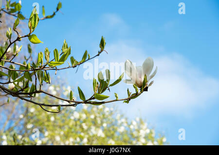 Magnolia X veitchii "Isca" Blume gegen blauen Himmel im Frühjahr. UK Stockfoto