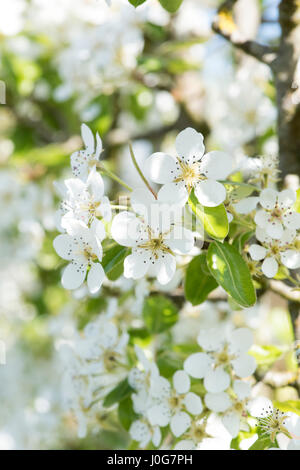 Pyrus Communis 'Doyenne du Comice'. Birne "Doyenne" Baum Blüte im Frühjahr Stockfoto