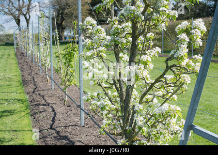 Pyrus Communis "Beurré Hardy". Birne ' Beurré Spalier Baum in voller Blüte. RHS Wisley Gärten, Surrey, England Stockfoto