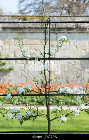 Pyrus Communis "Beurré Hardy". Birne ' Beurré Spalier Baum in voller Blüte im Frühjahr. Oxford, England Stockfoto