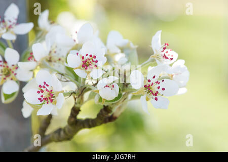 Pyrus Communis "Louise Bonne von Jersey". "Louise Bonne von Jersey" Birnbaum in der Blüte im Frühjahr Stockfoto