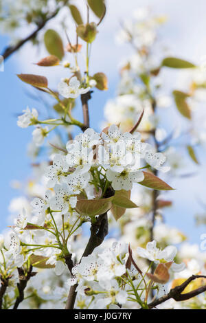 Pyrus Pyrifolia var. Ghouzouri. Asiatische Birne Baum Blüte im Frühjahr. UK Stockfoto
