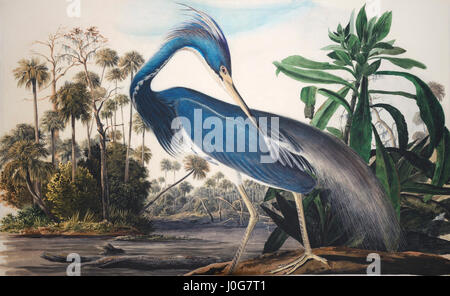 Audubon Vogel Malerei - Detail FromTricolored Heron, Studie für Havell, vorbereitende für Birds of America Stockfoto