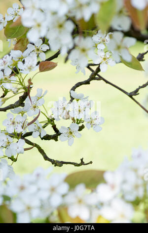 Pyrus Pyrifolia var. Ghouzouri. Asiatische Birne Baum Blüte im Frühjahr. UK Stockfoto