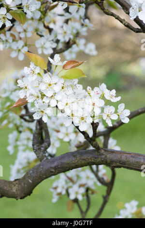 Pyrus Pyrifolia var. Ghouzouri. Asiatische Birne Baum Blüte im Frühjahr. UK Stockfoto