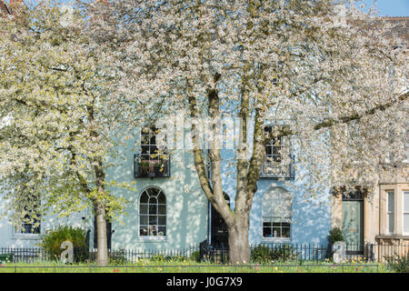 Blühende Kirschbäume vor Reihenhäusern in St Clements Street, Oxford, Oxfordshire, England Stockfoto