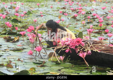 Ländliche Mädchen sammeln Bündel von Seerosen aus Shatla Beel am Ujirpur in Barisal. Bangladesch Stockfoto