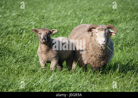 Ein Mutterschaf Dorset und ihr Lamm nachschlagen aus Weiden in einem grünen Feld Stockfoto