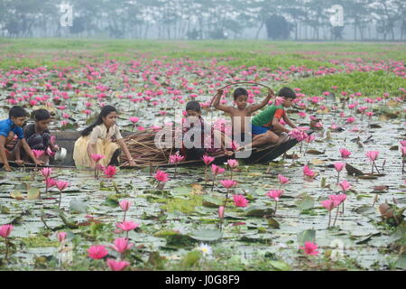 Ländliche Kinder sammeln Rote Seerose aus dem Sumpf mit Boot. Viele Menschen verdienen ihren Lebensunterhalt durch den Verkauf an ein Gemüse am Markt. BARishal, Banglad Stockfoto