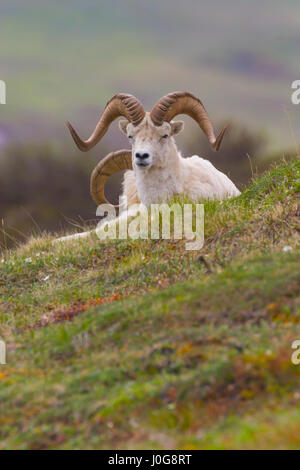 Dall-Schafe (Ovis Dalli) ram grasbewachsenen Tundra, hoch am Hang, kauen die Cud, Polychrome Pass-Bereich, Denali NP, AK, USA Stockfoto