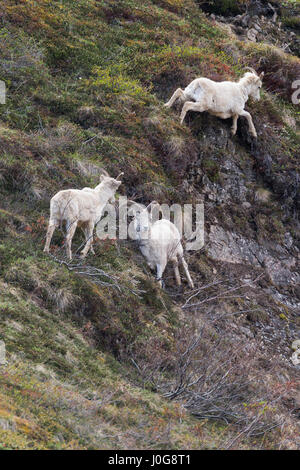 Dall-Schafe (Ovis Dalli) Ram Körper gegen Felsen & Bürste entfernen seinen Wintermantel, Polychrome Pass-Bereich, Denali NP, AK, USA Stockfoto