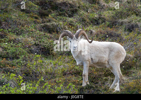 Dall-Schafe (Ovis Dalli) Ram stehend auf grasbewachsenen, Tundra Hang, Polychrome Pass Area, Denali NP, AK, USA Stockfoto