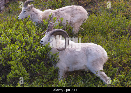 Dall-Schafe (Ovis Dalli) zwei Dall Schaf Widder ernähren sich von Blättern, Polychrome Pass Area, Denali NP, AK, USA Stockfoto