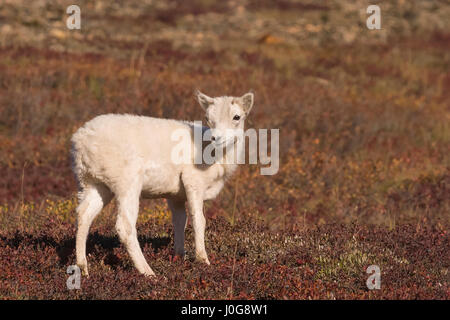 Dall Schaf (Ovis dalli) Lamm auf Herbst tundra Posing, polychrome Pass, denali np, Ak, USA Stockfoto