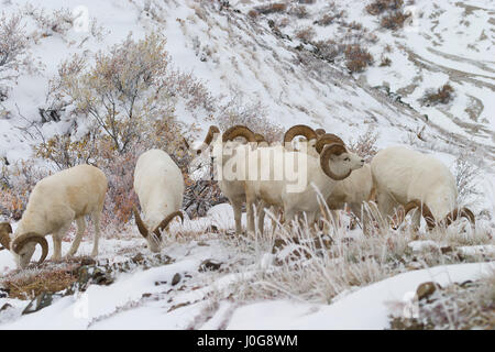 Dall-Schafe (Ovis Dalli) rammt Rams Fütterung auf verschneite Tundra, Polychrome Pass Area, Denali NP, AK, USA Stockfoto