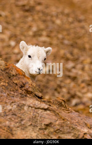 Dall Schaf (Ovis dalli) Lamm, Peering von hinter einem Felsen auf einem felsigen Hügel, Felsen, Fluss toklat Denali np, Ak, USA Stockfoto