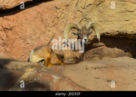 Bighorn Schafe (Ovis Canadenis) ram Stockfoto