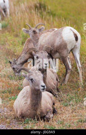 Bighorn Schafe (Ovis Canadenis) Mutterschafe ruhen, Badlands Nationalpark, SD, USA Stockfoto