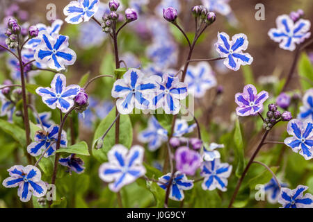 Omphalodes Cappadocica 'Starry Eyes' als kappadokischen Navelwort in voller Blüte kennen Stockfoto