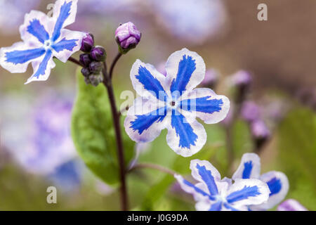 Omphalodes „Starry Eyes“ Omphalodes cappadocica, kappadokische Navelkraut Nahaufnahme Blume blau weiß kappadokische Navelkraut „Starry Eyes“ Sorte Stockfoto