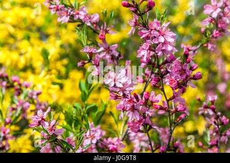 Prunus tenella Frühlingsgarten Sträucher Rosa Blumen April Garten Frühlingszwerg Russische Mandel Rosa Prunus Blüten auf Ästen Garten Blumen Zweige Stockfoto