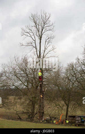 Windsor, Großbritannien. 9. Januar, 2017. Baum Chirurgen fiel einer der Rosskastanie Bäume flankieren den berühmten Langen im Windsor Great Park entfernt. Stockfoto