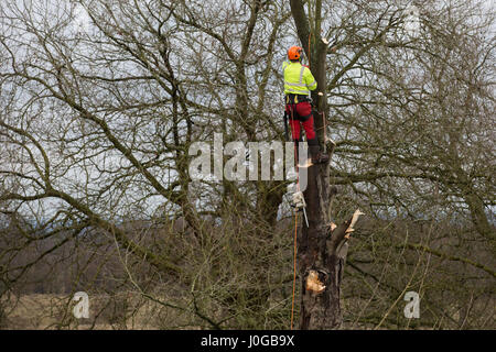 Windsor, Großbritannien. 9. Januar, 2017. Baum Chirurgen fiel einer der Rosskastanie Bäume flankieren den berühmten Langen im Windsor Great Park entfernt. Stockfoto