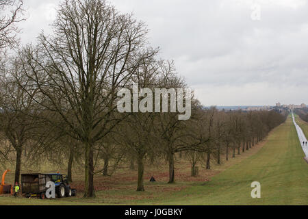 Windsor, Großbritannien. 9. Januar, 2017. Baum Chirurgen fiel einer der Rosskastanie Bäume flankieren den berühmten Langen im Windsor Great Park entfernt. Stockfoto