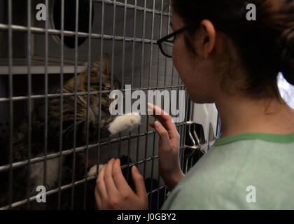 Airman 1st Class Habeebee Velazquez-Campos, 5. Logistik Bereitschaft Squadron Fahrzeug Betreuer, spielt mit Hahnenfuß, eine junge Tabby Katze Souris Valley Animal Shelter in Minot, N.D., 29. März 2017. Flieger mit dem 5. LRS freiwillig ihre Zeit im Tierheim Tiere Pflege und Reinigung der Anlage. (U.S. Air Force Photo/Flieger 1. Klasse Dillon J. Audit) Stockfoto