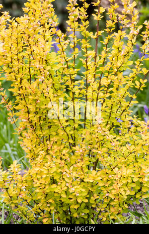 Gelbes Laub der robuste laubabwerfende Berberitze, Berberis Thunbergii 'Maria' Stockfoto