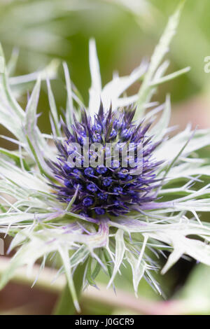 Stacheligen blass Hochblätter umgeben die Blüte winterharte mehrjährige Meer Holly, Eryngium "Blauen Stift" Stockfoto