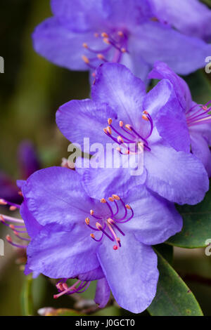 Violett-blauen Frühlingsblumen bakannt Augustinii X impeditum Hybrid "St Tudy" Stockfoto