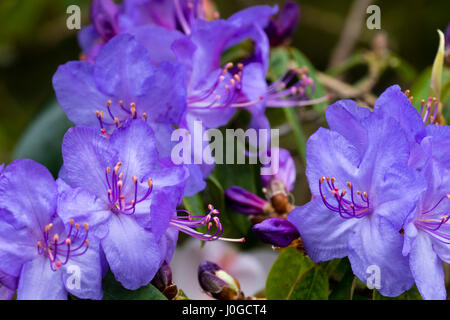 Violett-blauen Frühlingsblumen bakannt Augustinii X impeditum Hybrid "St Tudy" Stockfoto