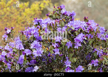 Violett-blauen Frühlingsblumen bakannt Augustinii X impeditum Hybrid "St Tudy" Stockfoto