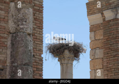 Ein Storchennest auf einer Säule Stockfoto