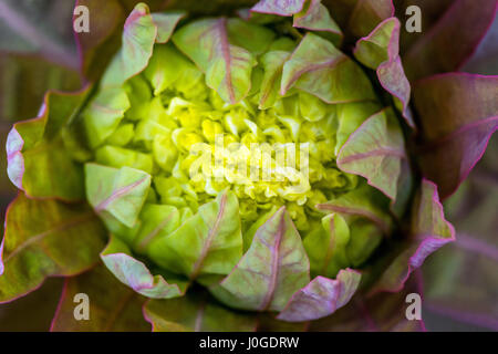 Blütenknospe Euphorbia Palustris, Sumpf-Wolfsmilch Stockfoto