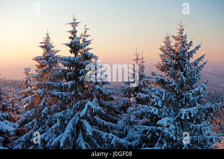 Schneebedeckten Fichten im Winter, Rothaargebirge nahe Hilchenbach, Siegerland, North Rhine-Westphalia, detschland Stockfoto