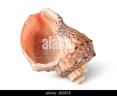 Seashell Rapana vertikal Stockfoto