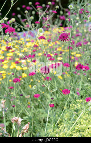 Rosa Knautia Macedonica im Blumenbeet. Stockfoto