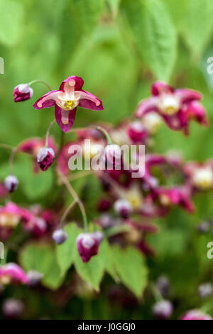 Barrenwort Epimedium rubrum Blume Stockfoto