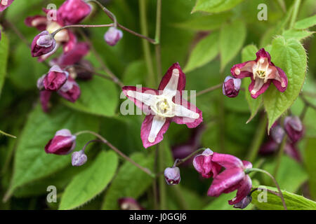 Blühende Epimedium Rubrum, bekannt als rote barrenwort Stockfoto