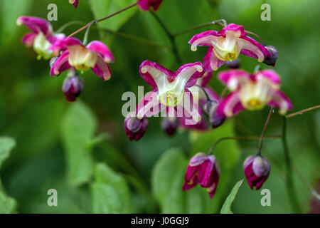 Blühendes Epimedium rubrum, Rotes Barrenkraut Stockfoto