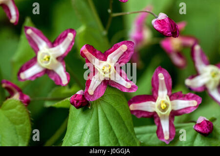 Epimedium rubrum Blume Barrenwort Frühlingsblumen Stockfoto